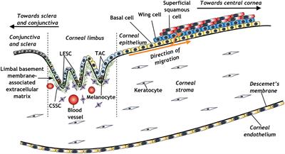 Chondroitin Sulfate as a Potential Modulator of the Stem Cell Niche in Cornea